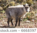 Japanese Antelope 6668397