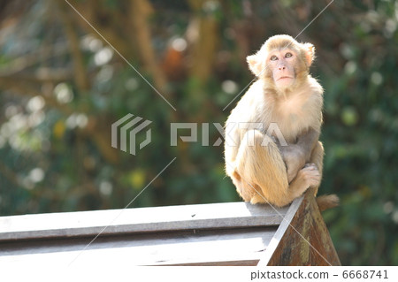 monkey monkey 6668741