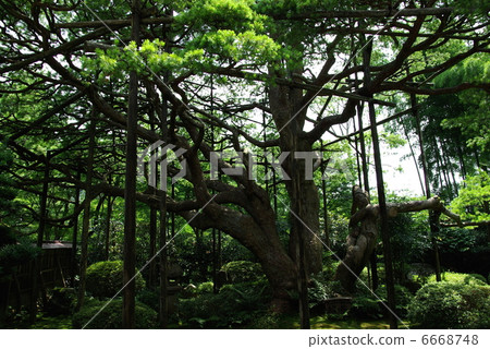 Picture frame garden Hohsengumi 6668748