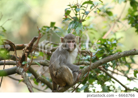 猴子 6668766