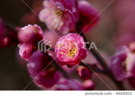 Red breaking point 6668803