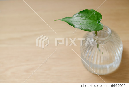 Leaves of foliage plants 6669011