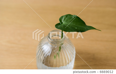 Leaves of foliage plants 6669012