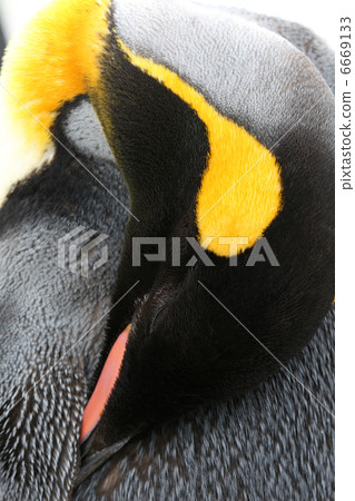 King penguin 6669133