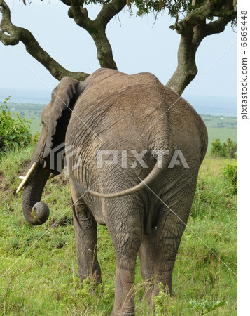攻擊大象 6669448
