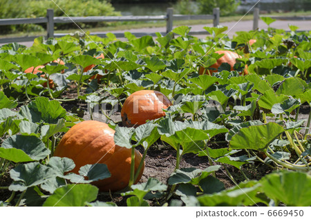 Pumpkin field Pumpkin field 6669450