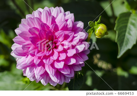 Dahlia 6669453