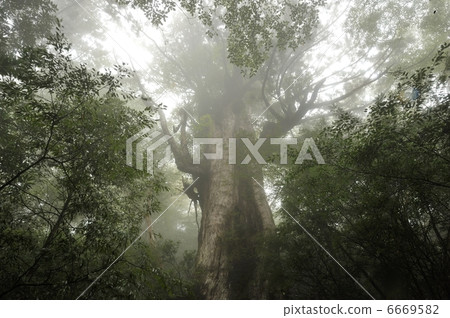 Ooy cedar in the fog 6669582