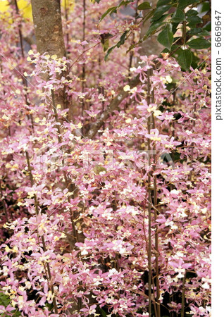 Onshidium (Oncidi order · Morning medley · Sakura) 6669647