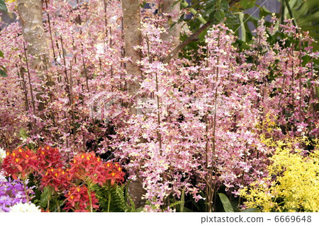 Onshidium (Oncidi order · Morning medley · Sakura) Onshidium (Oncidi order · Morning medley · Sakura) 6669648