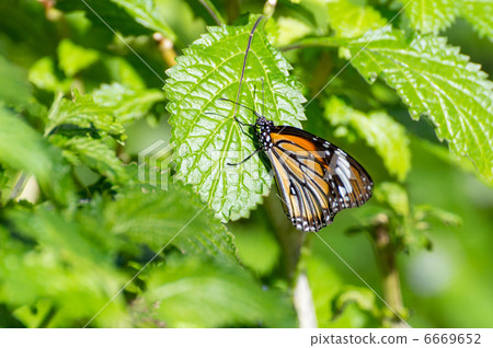 Suejigoro Kabamadara Suejigoro Kabamadara 6669652