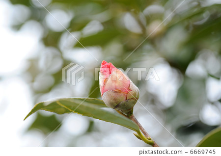 Bud of camellia Bud of camellia 6669745