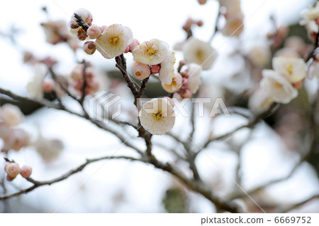 Ume flower 6669752