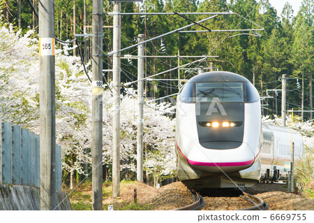Akita Shinkansen with Komachi and cherry blossoms in a row 6669755