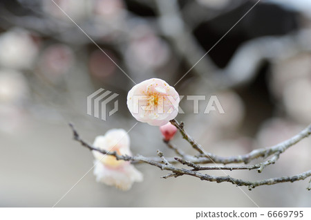 Plum blossom Plum blossom 6669795