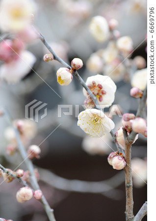 梅花 梅花 6669796