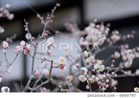 梅花 梅花 6669797