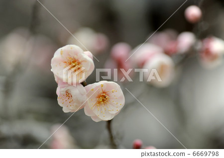 梅花 梅花 6669798