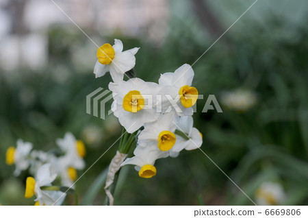 水仙花花 水仙花花 6669806
