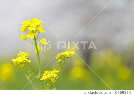 Rape blossoms 6669823