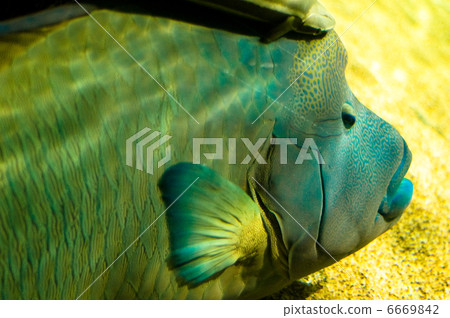 拿破崙魚 6669842