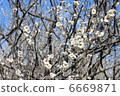 Mayumi plum 6669871