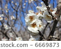 Mayumi plum 6669873