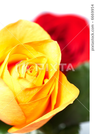 bouquet of colorful roses isolated on white 6669954