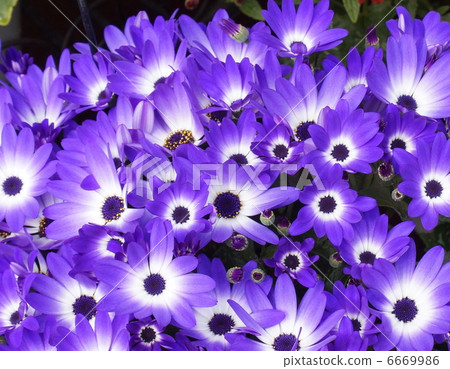 Sekineo貴州 Sekineo貴州 6669986