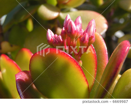 多汁的植物藤冠有芽 6669987