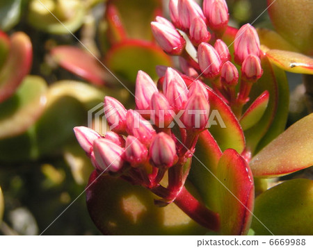 多汁的植物藤冠有芽 多汁的植物藤冠有芽 6669988