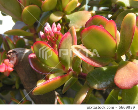 多汁的植物藤冠有芽 6669989