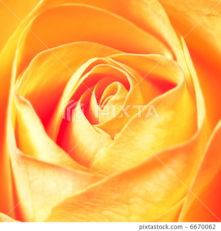 macro background of orange rose macro background of orange rose 6670062