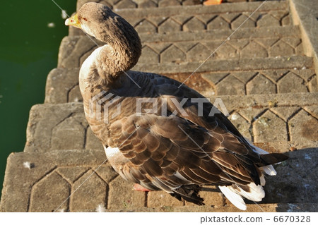 上海的鴨子 6670328