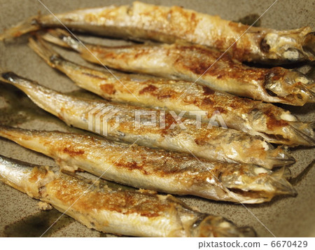 毛鱗魚 毛鱗魚 6670429