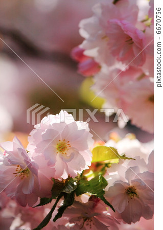 Double cherry blossoms 6670756