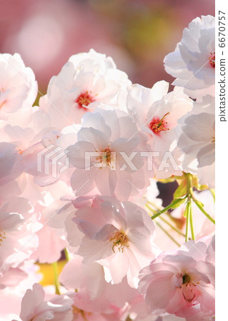 Double cherry blossoms in full bloom 6670757