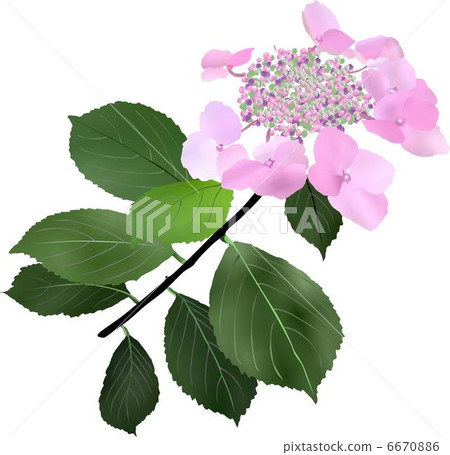 hydrangea hydrangea 6670886