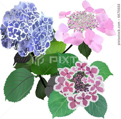 hydrangea   6670888