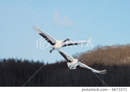 Flapping tan top 6671072