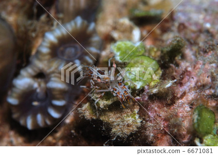 Freshwater fish 6671081