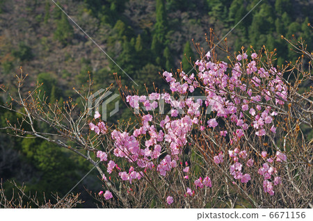 Akashiyoshio 6671156