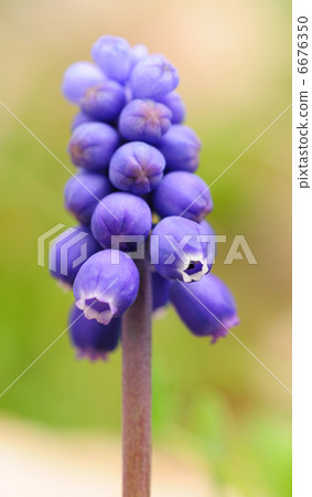 Grape hyacinth 6676350
