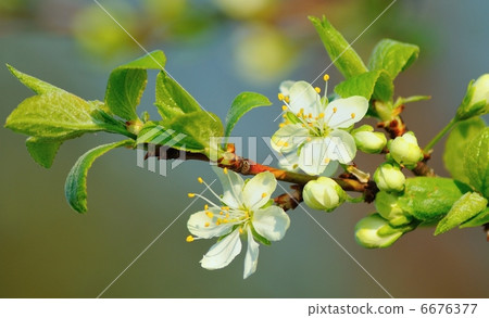 Cherry blossom Cherry blossom 6676377