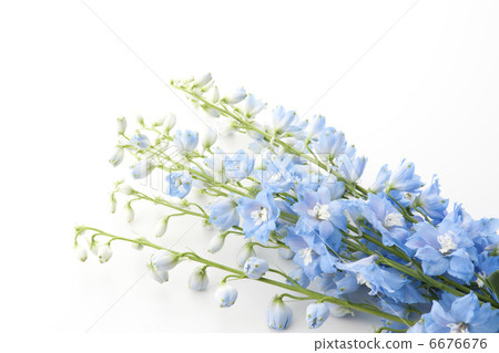 Bouquet of delphinium bouquets Bouquet of delphinium bouquets 6676676