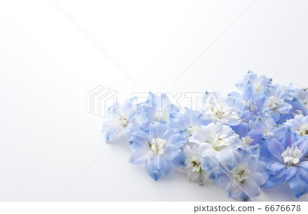 Blue's Delfinium 6676678