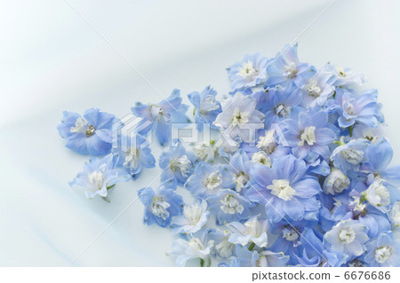 Blue's Delfinium Blue's Delfinium 6676686