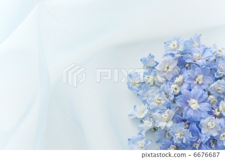 Blue's Delfinium 6676687