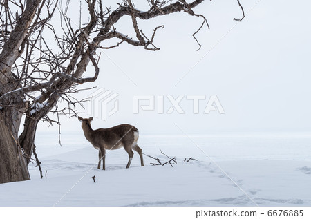 站立在多雪的領域的Ezoshika 6676885