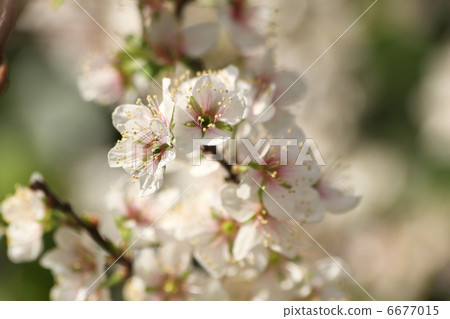 Apple Apple俱樂部 6677015